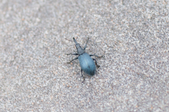 Stenopterapion meliloti