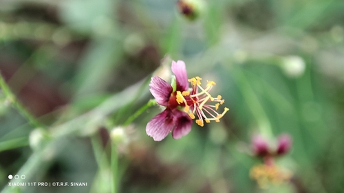 Image of Sidastrum paniculatum by (c) Thomaz Ricardo Favreto Sinani, some rights reserved (CC BY)