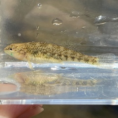 Buffalo Darter photo 2