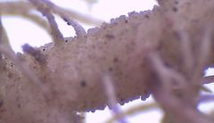 Usnea ciliifera