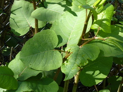 Reynoutria × bohemica