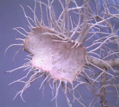 Usnea ciliifera