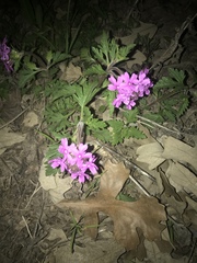 Glandularia canadensis
