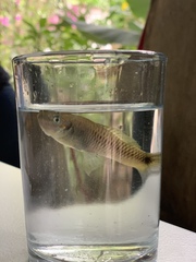 Pseudoxiphophorus bimaculatus