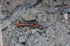 Xantholinus elegans