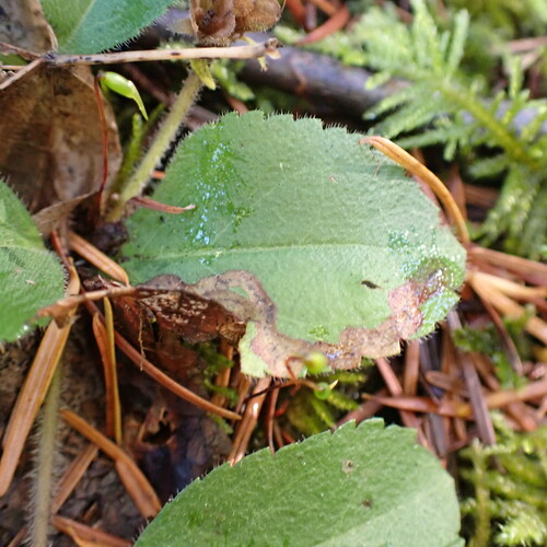 Leaf-miner fly photo 3