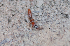 Xantholinus elegans