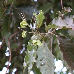 Combretum leprosum, photograph (c) Thomaz Ricardo Favreto Sinani, some rights reserved (CC BY)