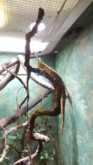 Shinisaurus crocodilurus