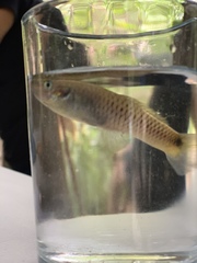 Pseudoxiphophorus bimaculatus