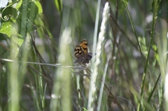 Drasteria edwardsii