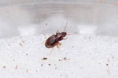 Elaphropus