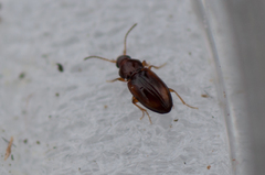 Elaphropus