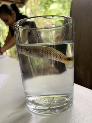 Pseudoxiphophorus bimaculatus