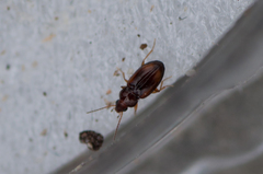 Elaphropus