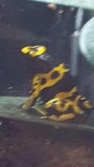 Dendrobates leucomelas