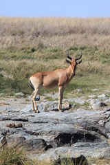 Alcelaphus buselaphus cokii