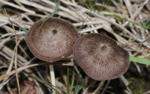 Common Gilled Mushrooms and Allies