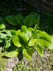 Hosta sieboldiana