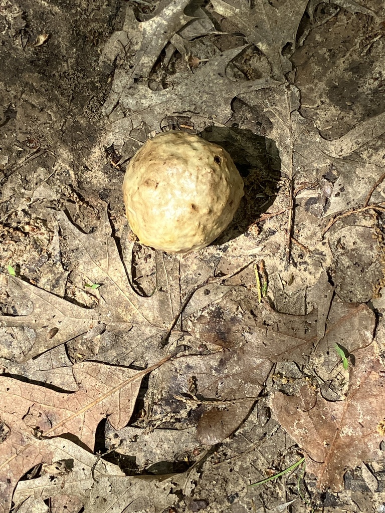 Spongy Oak Apple Gall Wasp from Seagoville, TX, US on April 6, 2024 at ...