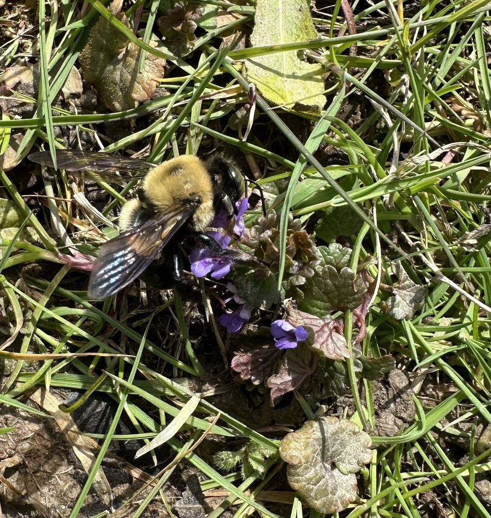 Eastern Carpenter Bee from Seasons Rd, Streetsboro, OH, US on April 8