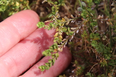 Lepidium strictum