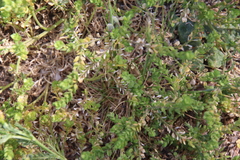 Lepidium strictum