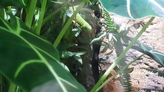 Dendroaspis angusticeps