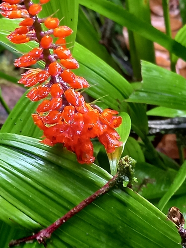 Elleanthus oliganthus