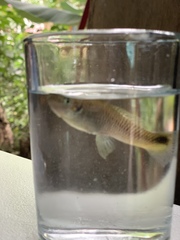 Pseudoxiphophorus bimaculatus