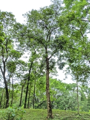 Bischofia polycarpa
