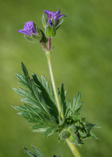 Shortfruit stork's bill (Erodium brachycarpum)