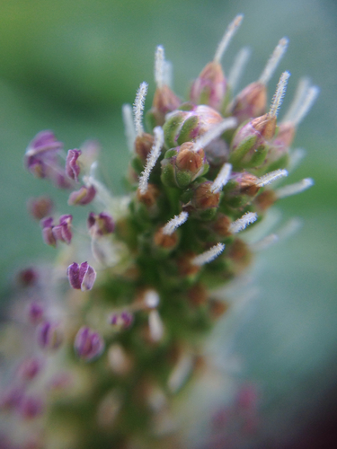 Plantago major