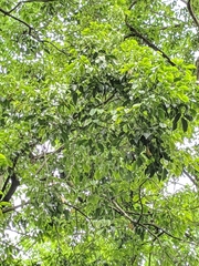 Bischofia polycarpa