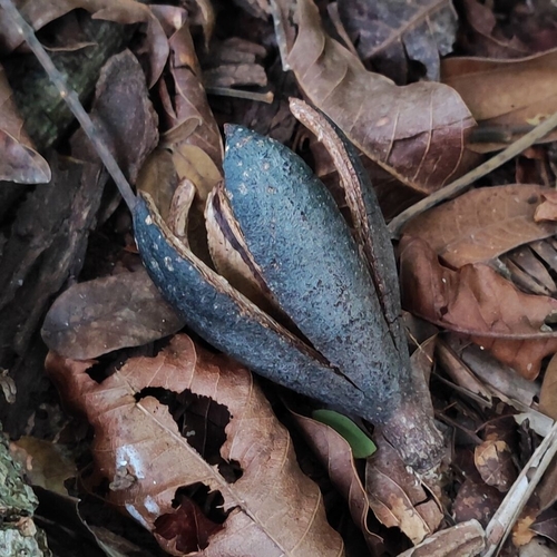 Cedar (Cedrela fissilis)