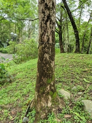 Bischofia polycarpa