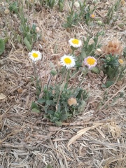 Erigeron pubescens