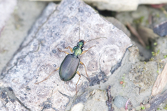 Agonum extensicolle