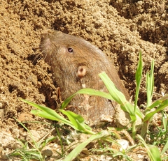 Geomys breviceps