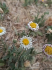 Erigeron pubescens