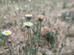 Erigeron pubescens