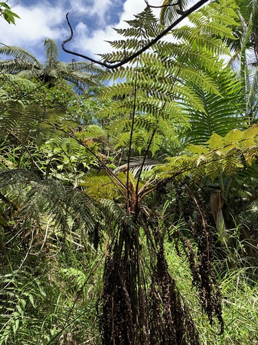 Cyathea furfuracea
