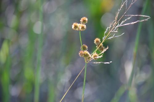 Image of Juncus megacephalus by (c) Josiah Londerée, some rights reserved (CC BY)