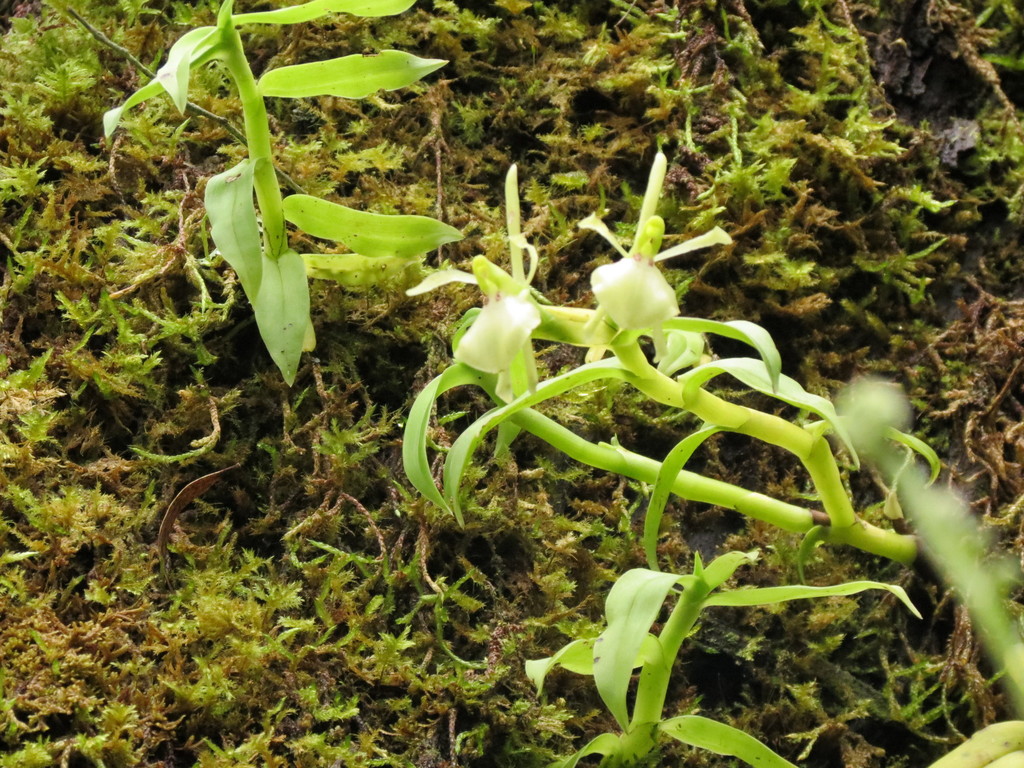 Epidendrum pachyclinium