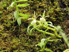 Epidendrum pachyclinium