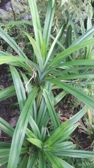 Pandanus amaryllifolius