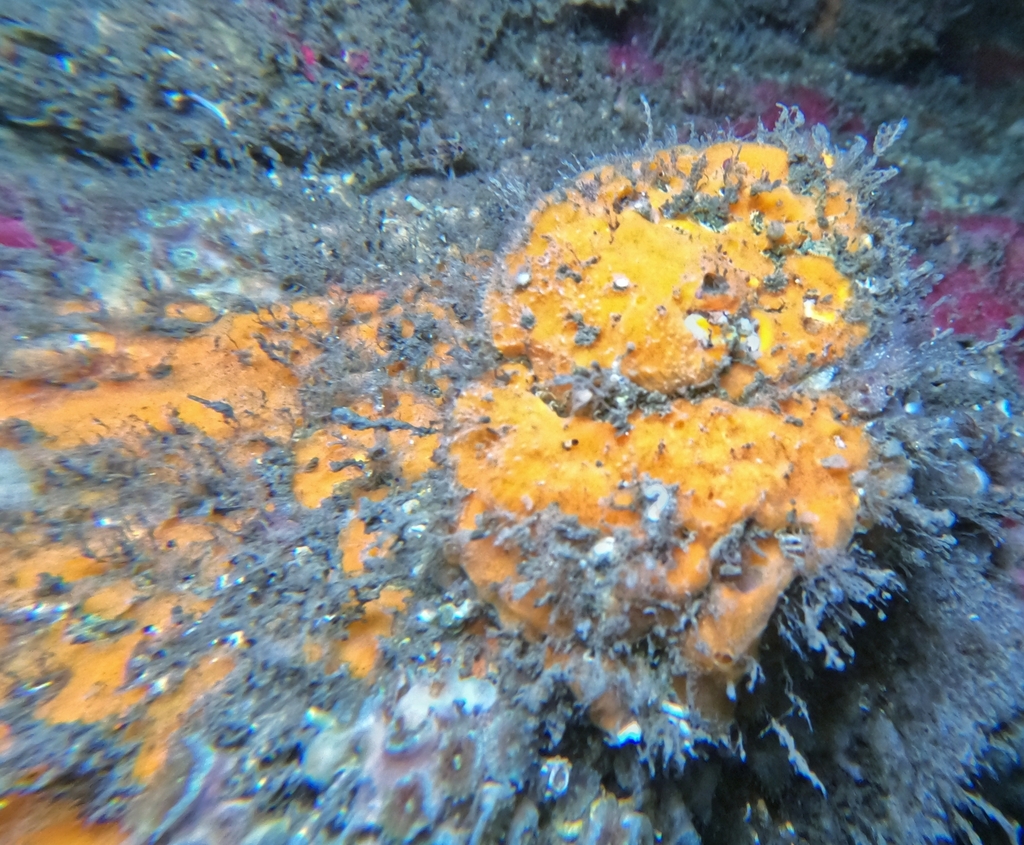 Prosuberites vansoesti