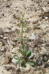Scrophularia deserti