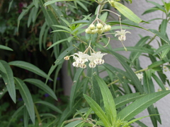 Asclepiadinae