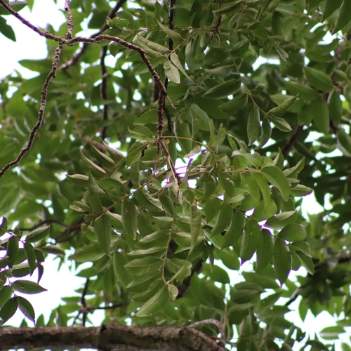 Image of Spondias mombin by (c) Thomaz Ricardo Favreto Sinani, some rights reserved (CC BY)